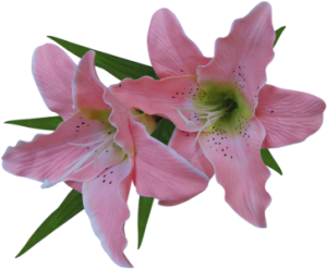 lovely lavender easter lilies 
